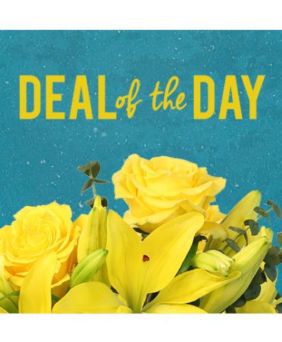 Deal of the Day Designer's Choice — Katy Florist & Gifts, Katy TX